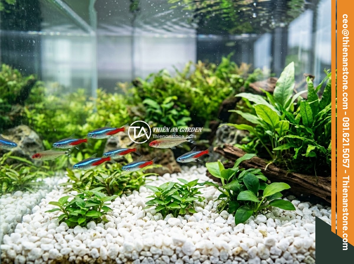 Thạch Anh Vụn Dùng Để Làm Gì? 8 Ứng Dụng Thực Tế Bạn Nên Biết - Hình 9 Thạch Anh Vụn Dùng Để Làm Gì? 8 Ứng Dụng Thực Tế Bạn Nên Biết - Aquarium with crushed quartz substrate showing healthy fish swimming over clean