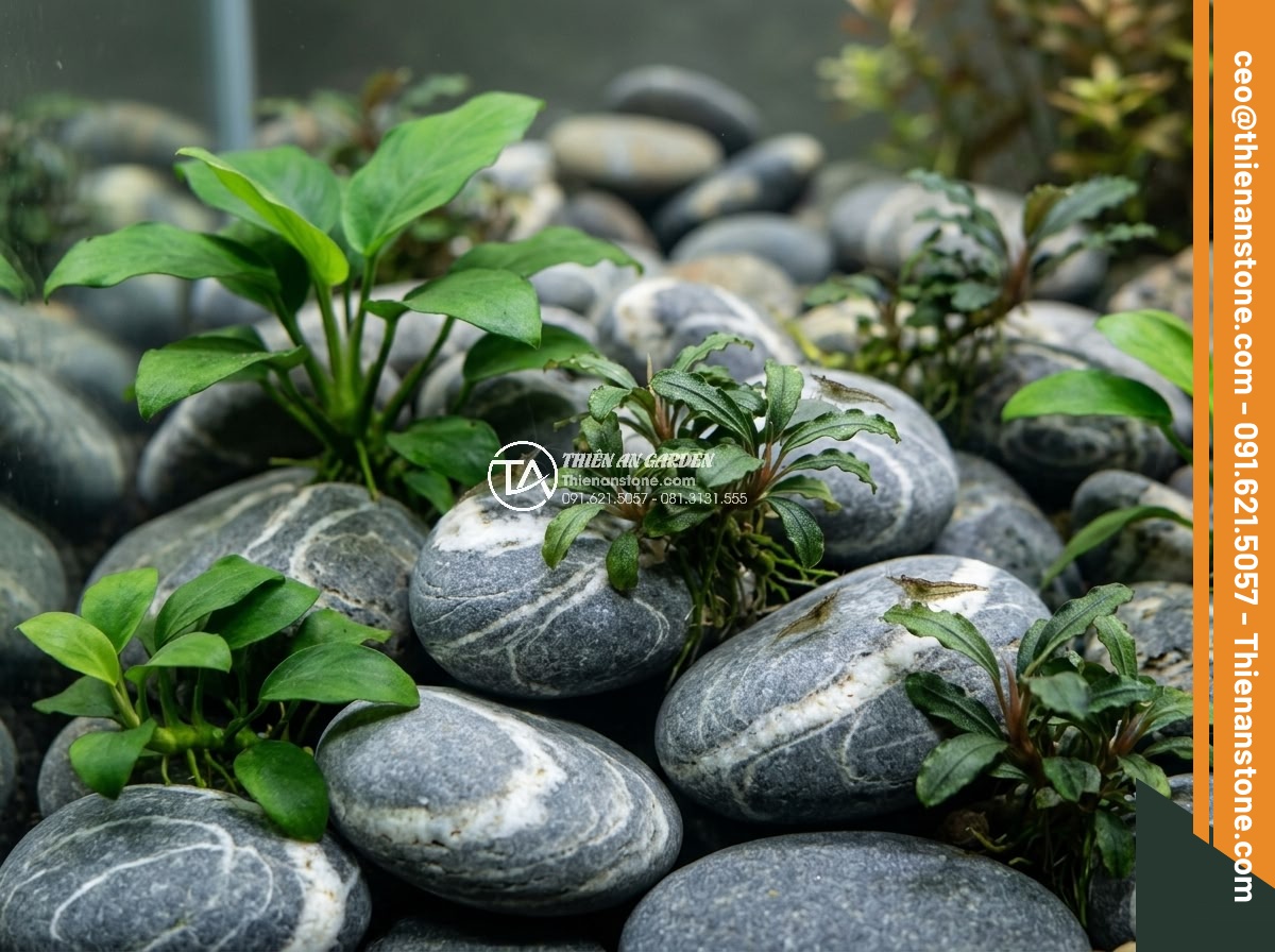 Cách Làm Bể Thủy Sinh Mini Đá Cuội Đẹp Dành Cho Người Mới - Hình 13 Cách Làm Bể Thủy Sinh Mini Đá Cuội Đẹp Dành Cho Người Mới - Close-up realistic image of aquatic plants growing on natural river pebbles in m