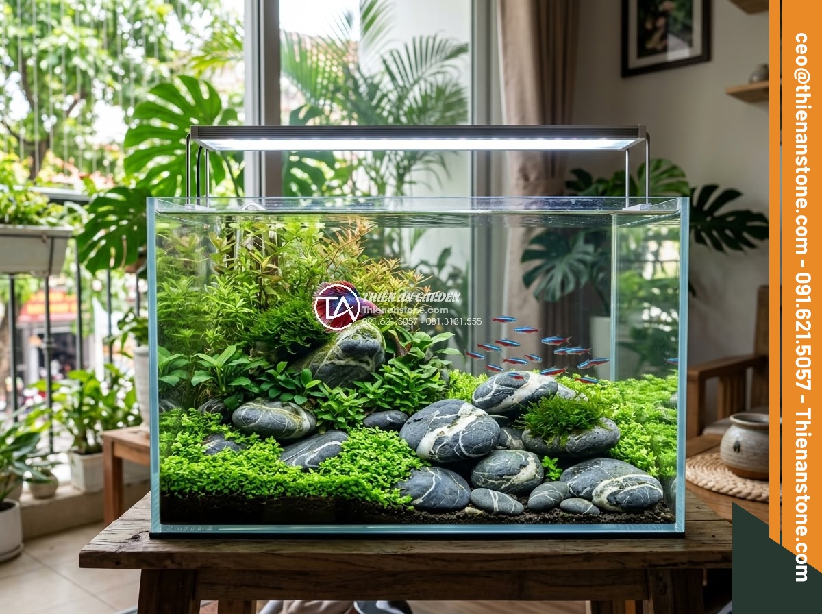 Cách Làm Bể Thủy Sinh Mini Đá Cuội Đẹp Dành Cho Người Mới - Hình 14 Cách Làm Bể Thủy Sinh Mini Đá Cuội Đẹp Dành Cho Người Mới - Wide realistic photo of thriving mini cobble aquarium with healthy betta fish, s