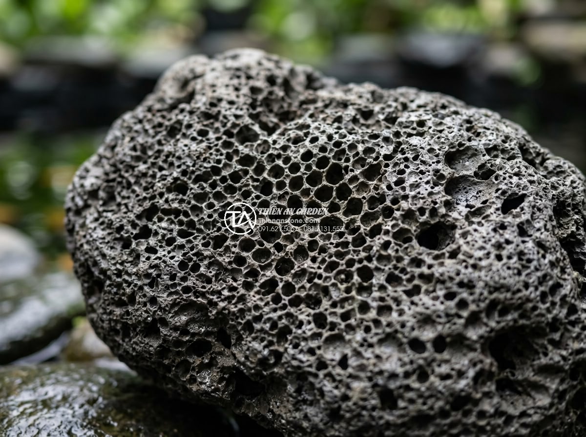 Đá Nham Thạch Cho Hồ Cá Koi: Có Nên Dùng? Tác Dụng Thực Tế - Close-up macro photograph of natural volcanic lava rock showing intricate porous