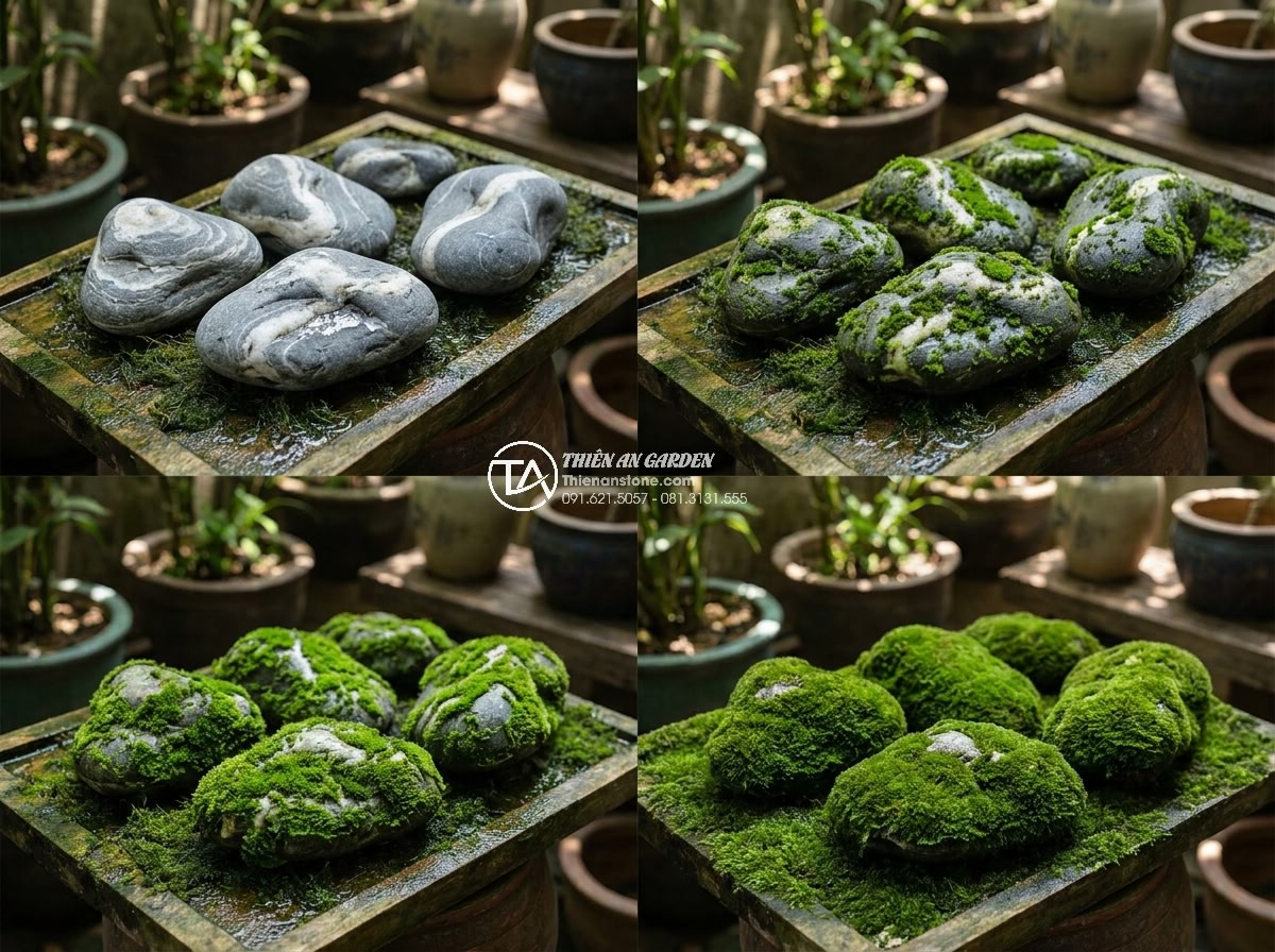 Hòn Non Bộ Bằng Đá San Hô: Kỹ Thuật Đục Đẽo Và Nuôi Rêu - Time-lapse style image showing moss cultivation stages on carved coral stone, fr