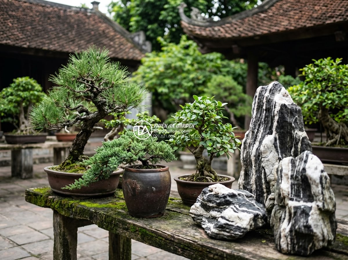 Kỹ Thuật Kết Hợp Đá Tuyết Sơn Và Cây Cảnh Trong Non Bộ - Hình 5 Kỹ Thuật Kết Hợp Đá Tuyết Sơn Và Cây Cảnh Trong Non Bộ - Selection of various bonsai tree species like pine, juniper, and ficus positione