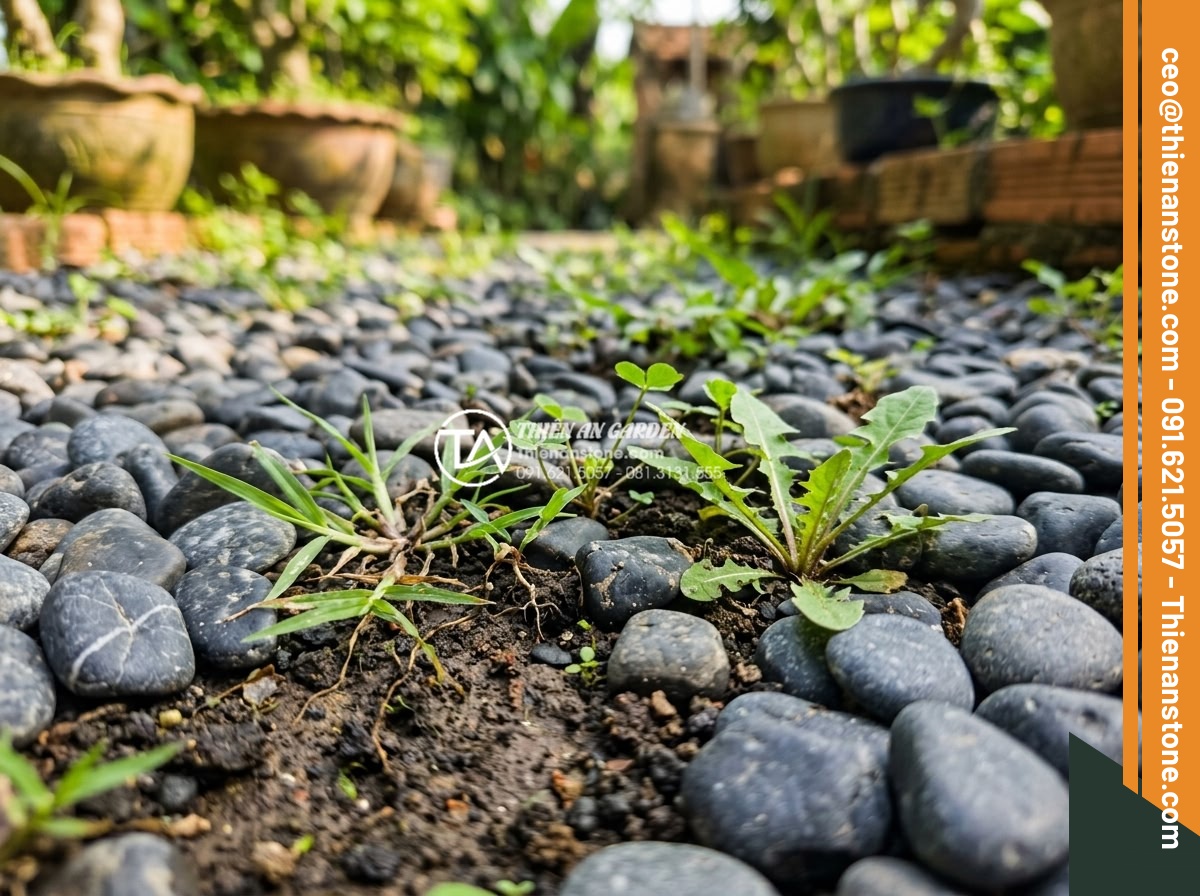 Làm Thế Nào Để Chống Cỏ Mọc Khi Rải Sỏi Sân Vườn? - Close-up view of weeds emerging through thin gravel layer in a garden setting sh