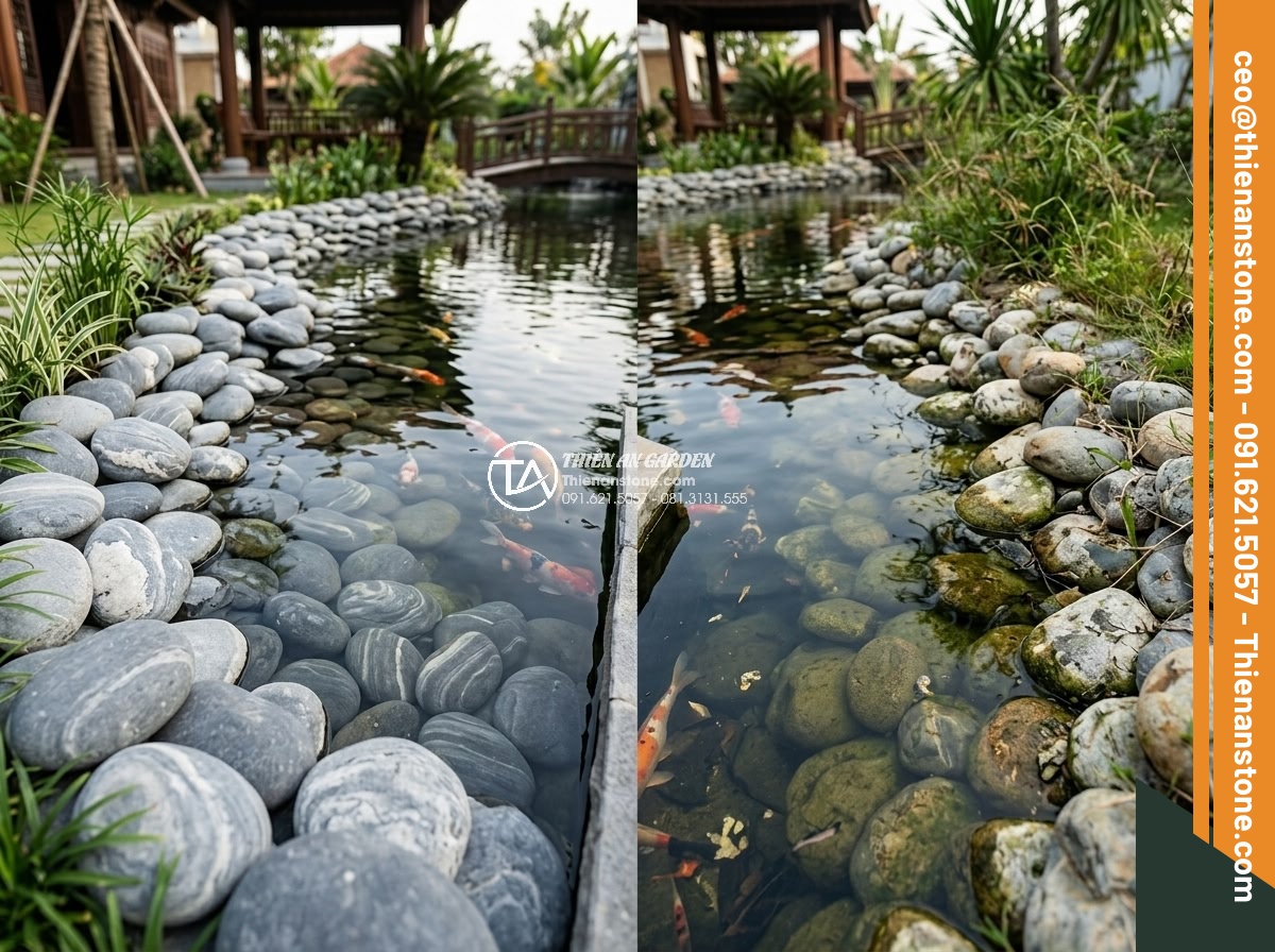 So Sánh Đá Hoa Cương & Đá Cuội Làm Hồ Cá Koi – Nên Chọn Đá Gì? - Comparison style professional photograph showing side by side Koi pond sections: