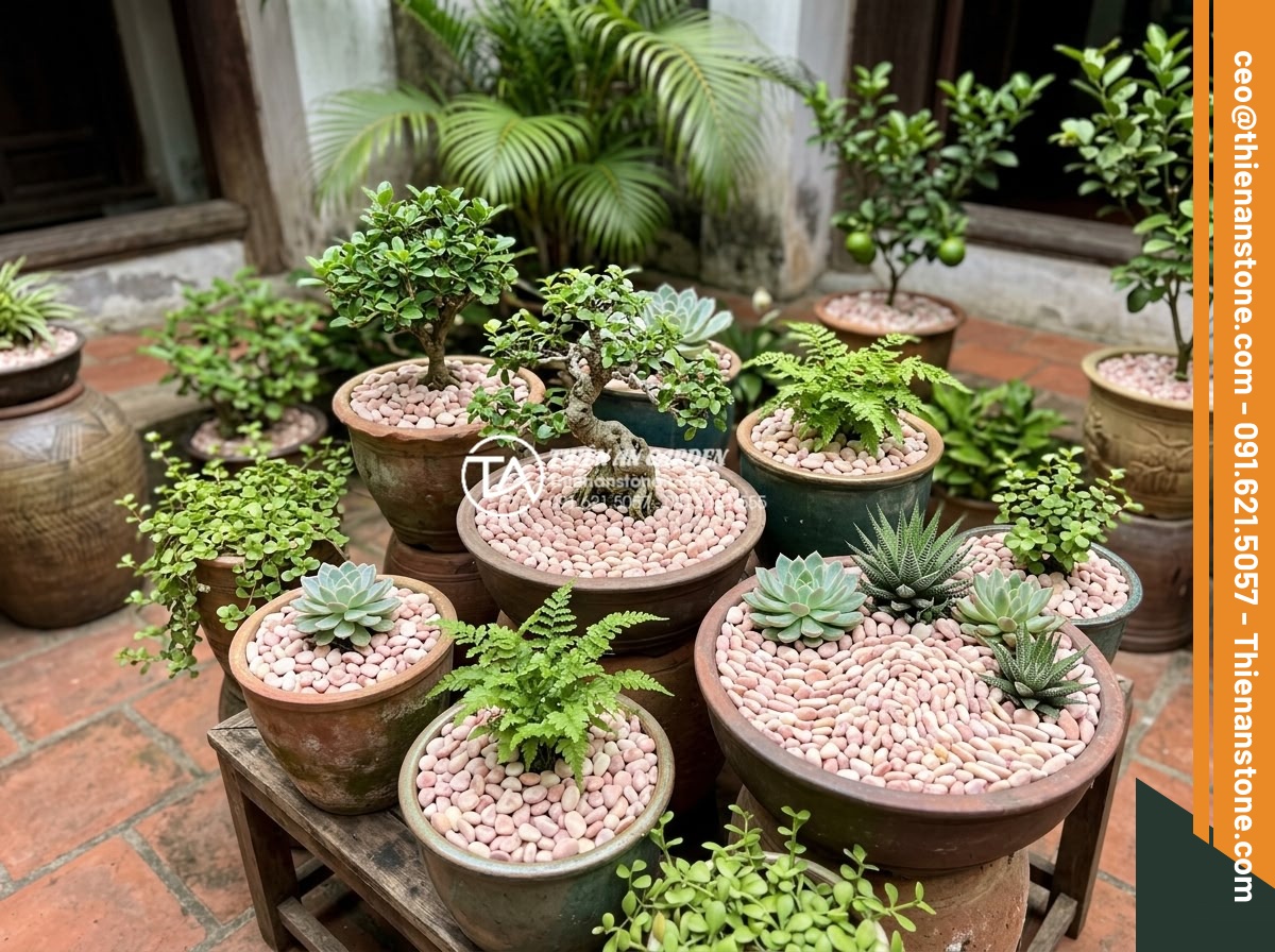 Sỏi Trang Trí Chậu Cây Cảnh: Công Dụng Và Cách Rải Đẹp - Hình 12 Sỏi Trang Trí Chậu Cây Cảnh: Công Dụng Và Cách Rải Đẹp - Finished beautiful arrangement of gravel in multiple potted plants demonstrating