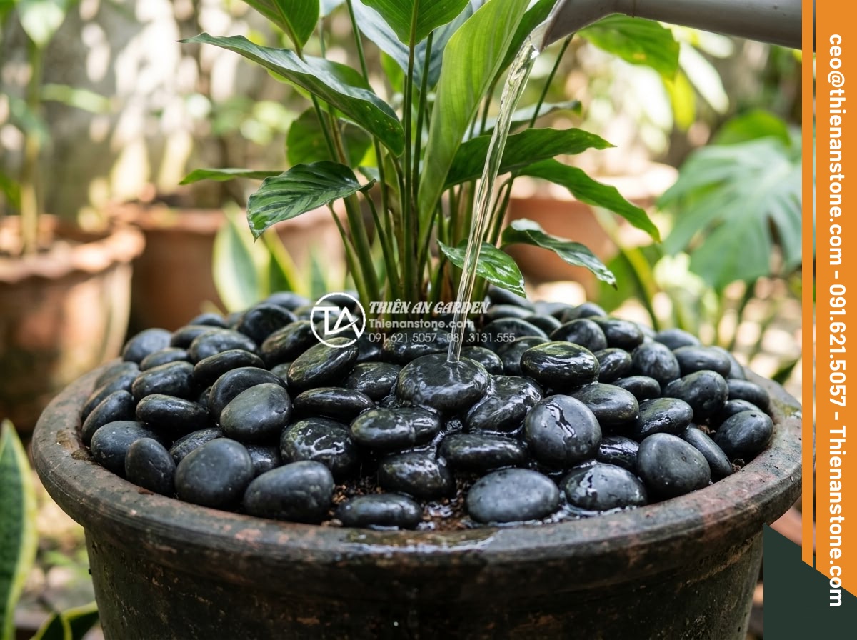 Sỏi Trang Trí Chậu Cây Cảnh: Công Dụng Và Cách Rải Đẹp - Hình 3 Sỏi Trang Trí Chậu Cây Cảnh: Công Dụng Và Cách Rải Đẹp - Detailed image showing decorative pebbles being used in a plant pot to retain mo