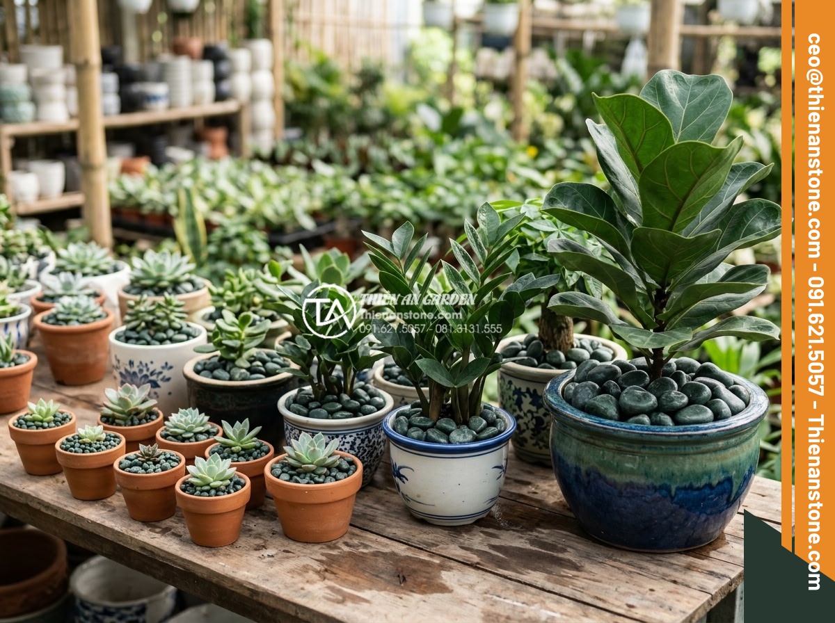 Sỏi Trang Trí Chậu Cây Cảnh: Công Dụng Và Cách Rải Đẹp - Hình 9 Sỏi Trang Trí Chậu Cây Cảnh: Công Dụng Và Cách Rải Đẹp - Guide to selecting appropriate decorative pebbles based on pot size color matchi