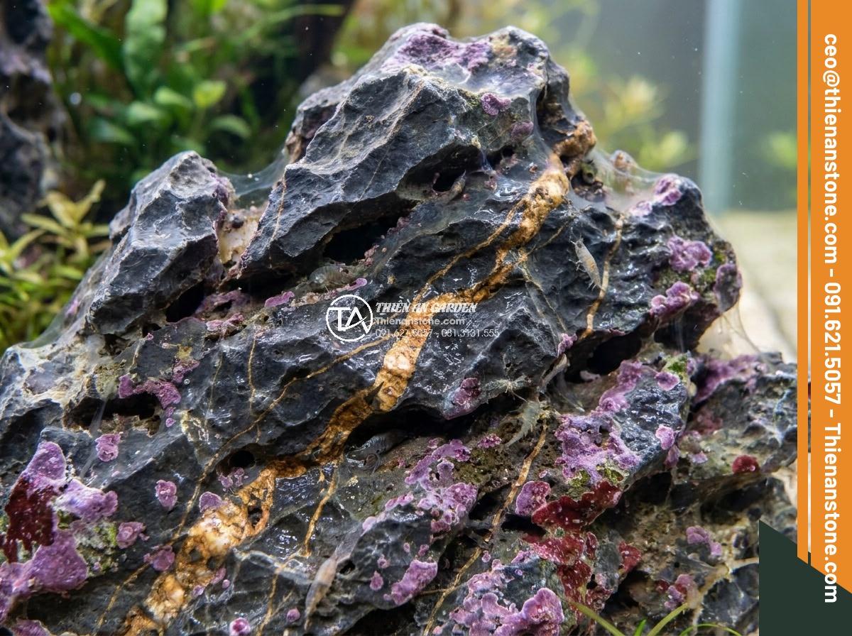 Top Đá San Hô & Đá Sống Làm Hồ Cá Biển & Hồ Thủy Sinh - High resolution photo of natural porous coral rock and live rock with coralline