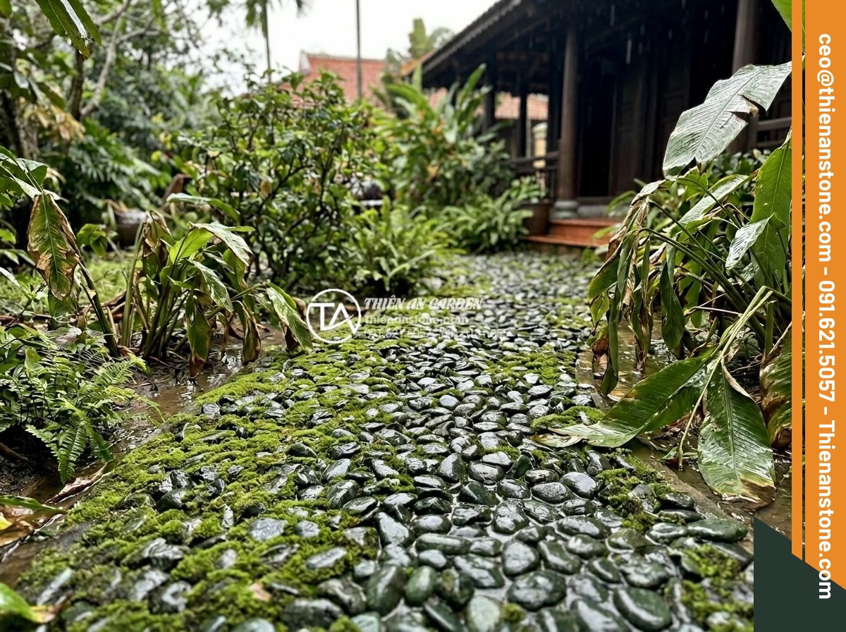 Cách Xử Lý Khi Sỏi Sân Vườn Bị Rêu Mốc Vào Mùa Mưa - Hình 5 Cách Xử Lý Khi Sỏi Sân Vườn Bị Rêu Mốc Vào Mùa Mưa - Realistic image of a luxurious villa garden with moss-infested pebble pathways l