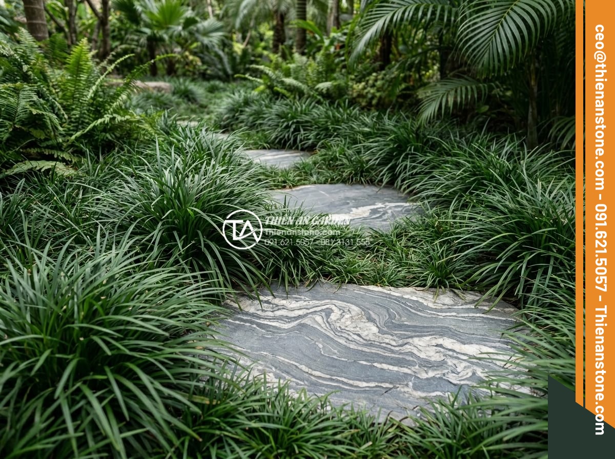 Kết hợp đá dặm bước với cây cỏ lan chi và hoa mười giờ - Lush clusters of lily turf grass with long green leaves growing densely around f