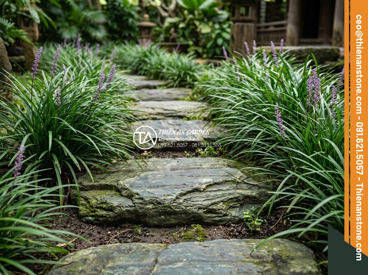 Kết hợp đá dặm bước với cây cỏ lan chi và hoa mười giờ - Vibrant lily turf plants with some small purple flowers emerging near the edges 