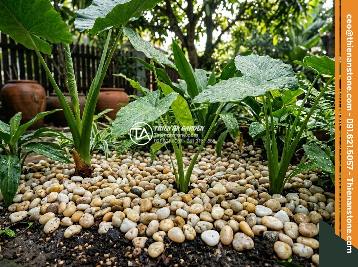 Lợi Ích Của Việc Rải Sỏi Giúp Giữ Ẩm Cho Cây Sân Vườn - Hình 1 Lợi Ích Của Việc Rải Sỏi Giúp Giữ Ẩm Cho Cây Sân Vườn - Close-up view of natural pebbles spread evenly around the base of lush green gar