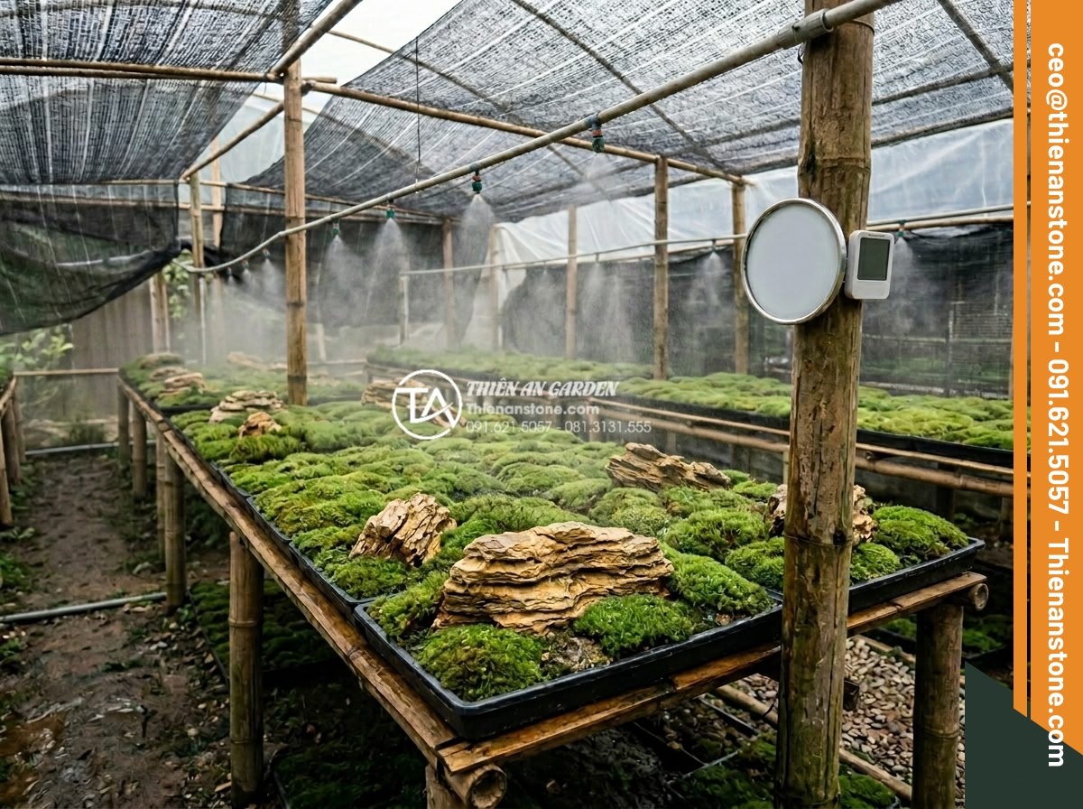 Rêu cổ thạch: Cách tạo và chăm sóc lớp rêu phong cho đá cảnh - Hình 8 Rêu cổ thạch: Cách tạo và chăm sóc lớp rêu phong cho đá cảnh - Controlled environment setup for moss growth including shaded greenhouse area wi