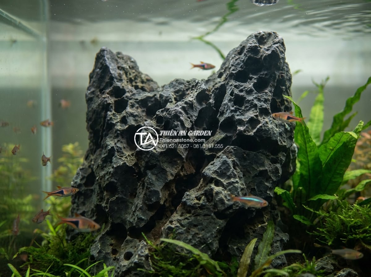 Ảnh hưởng của đá tai mèo đến môi trường nước trong bể thủy sinh - Natural cat ear stone with porous holes and crevices placed in a freshwater plan
