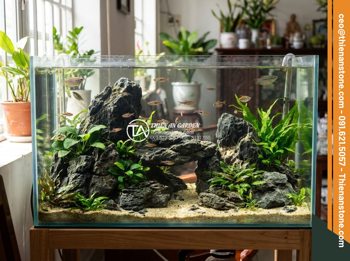 Ảnh hưởng của đá tai mèo đến môi trường nước trong bể thủy sinh - Hình 14 Ảnh hưởng của đá tai mèo đến môi trường nước trong bể thủy sinh - Community fish tank setup using cat ear stones successfully for months, showing