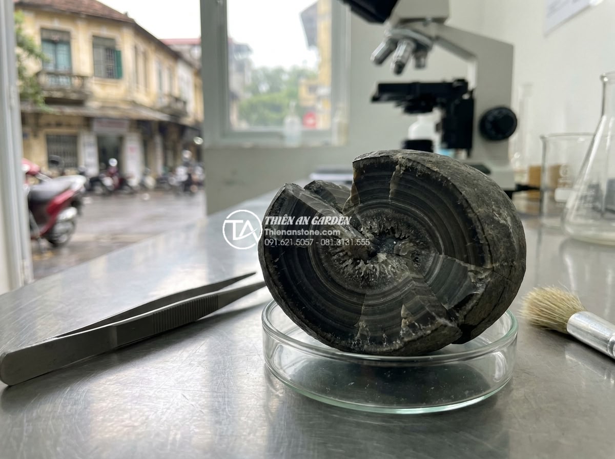 Checklist 7 bước chọn mua đá tai mèo chuẩn cho người mới bắt đầu - Laboratory-style image of cat ear stone cross-section revealing internal structu