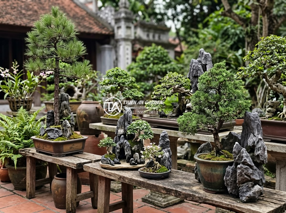 Cách chọn đá tai mèo làm bonsai: Bí quyết tạo tác phẩm nghệ thuật - Different bonsai styles using cat ear stones from classical tall upright to mode