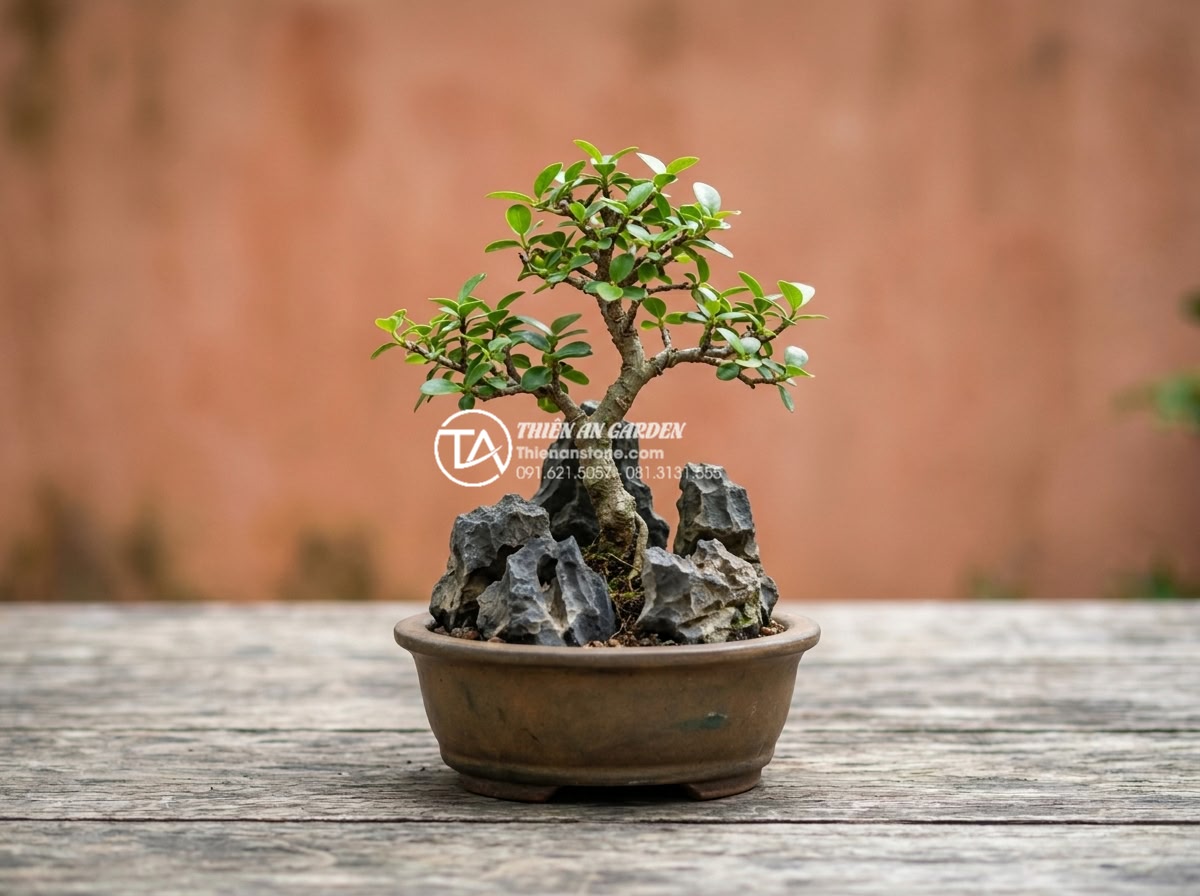 Cách chọn đá tai mèo làm bonsai: Bí quyết tạo tác phẩm nghệ thuật - Examples of common mistakes in cat ear stone bonsai selection with before and af