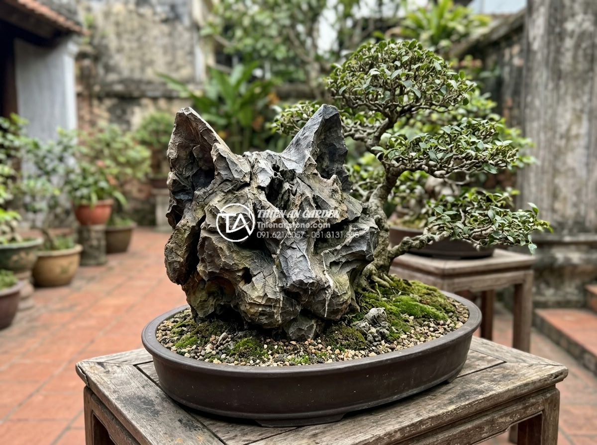 Cách chọn đá tai mèo làm bonsai: Bí quyết tạo tác phẩm nghệ thuật - High quality grade A cat ear stone with intricate natural veins and rich earthy 