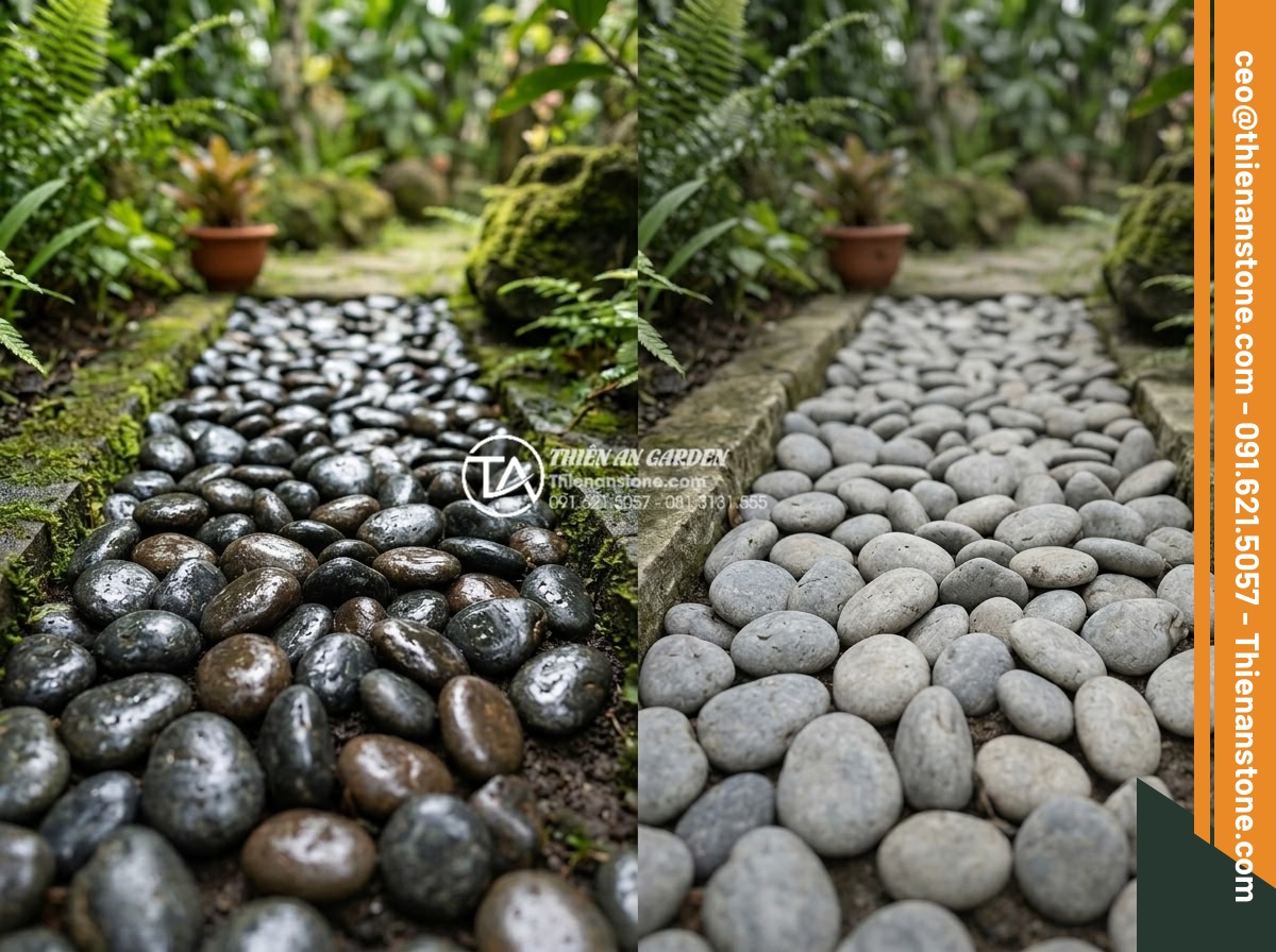 Cách xử lý đá cuội đen bị bạc màu và bí quyết giữ màu đá luôn bóng đẹp - Hình 5 Cách xử lý đá cuội đen bị bạc màu và bí quyết giữ màu đá luôn bóng đẹp - Side-by-side comparison photo of healthy shiny black river pebbles versus faded