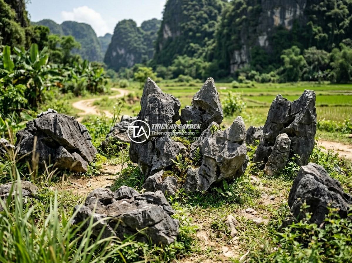 Đá tai mèo là gì? Nguồn gốc, đặc điểm và ứng dụng trong mỹ nghệ - Wide angle view of multiple pieces of cat ear stone arranged in a natural landsc