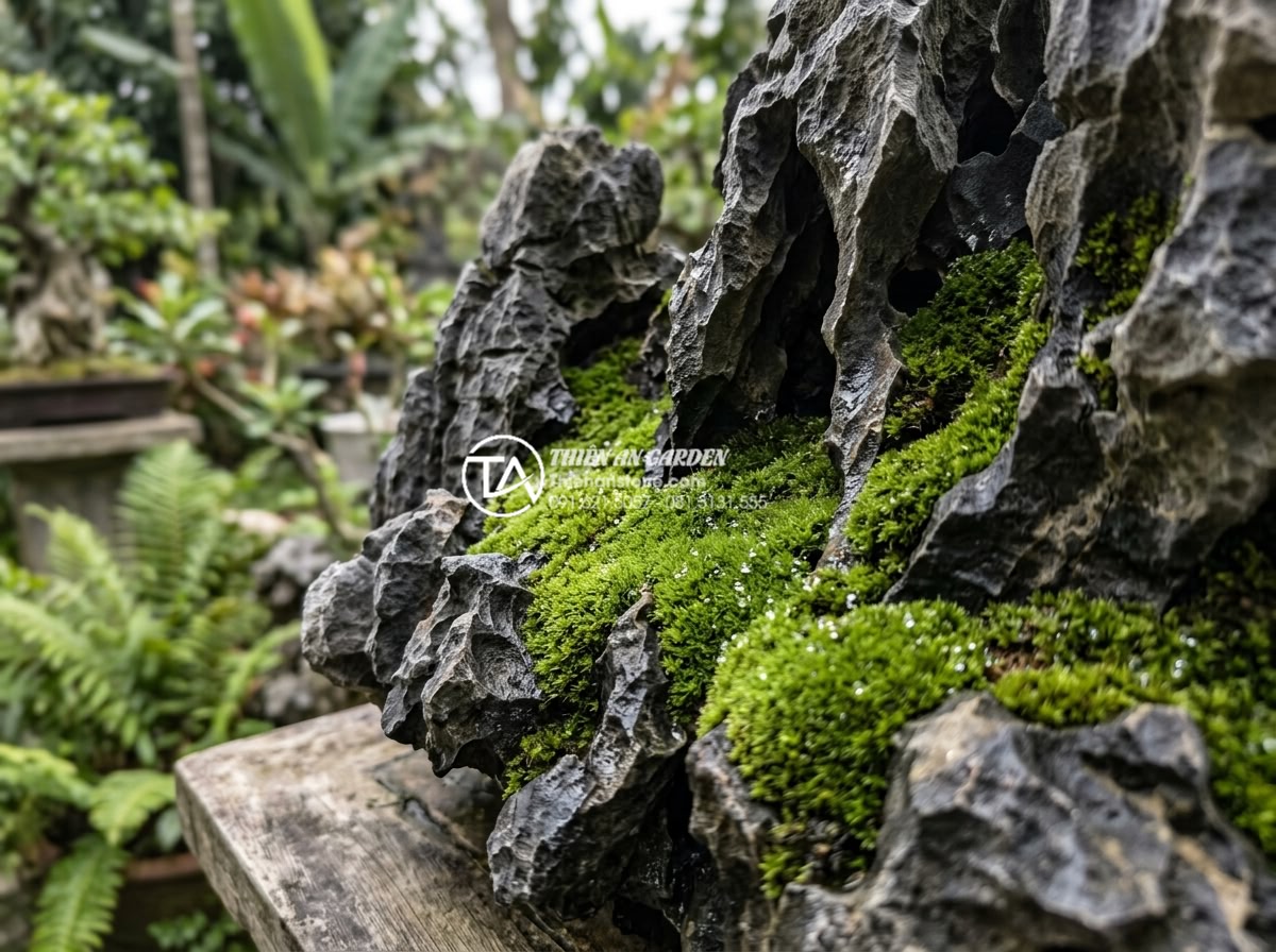 Mẹo tạo rêu xanh tự nhiên trên đá tai mèo bonsai cực đơn giản - Close-up view of vibrant green moss naturally growing on porous cat ear stone bo