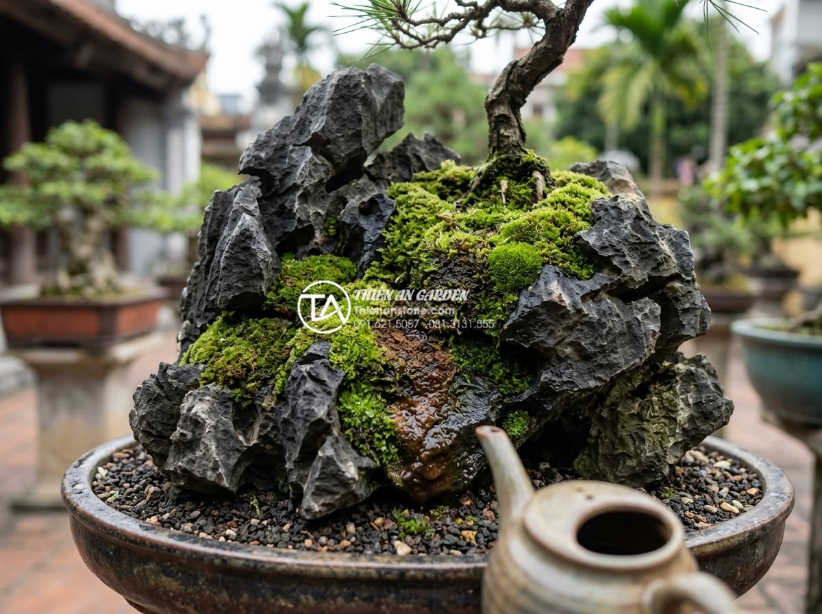 Mẹo tạo rêu xanh tự nhiên trên đá tai mèo bonsai cực đơn giản - Natural organic fertilizer application technique on established green moss on bo