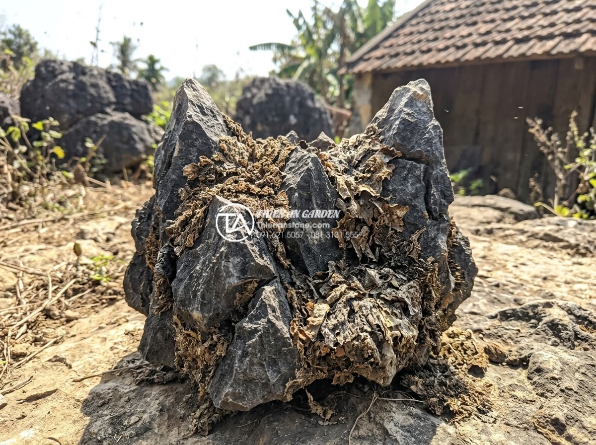 Mẹo tạo rêu xanh tự nhiên trên đá tai mèo bonsai cực đơn giản - Common mistakes illustration showing dried dead moss on overexposed sunny cat ea