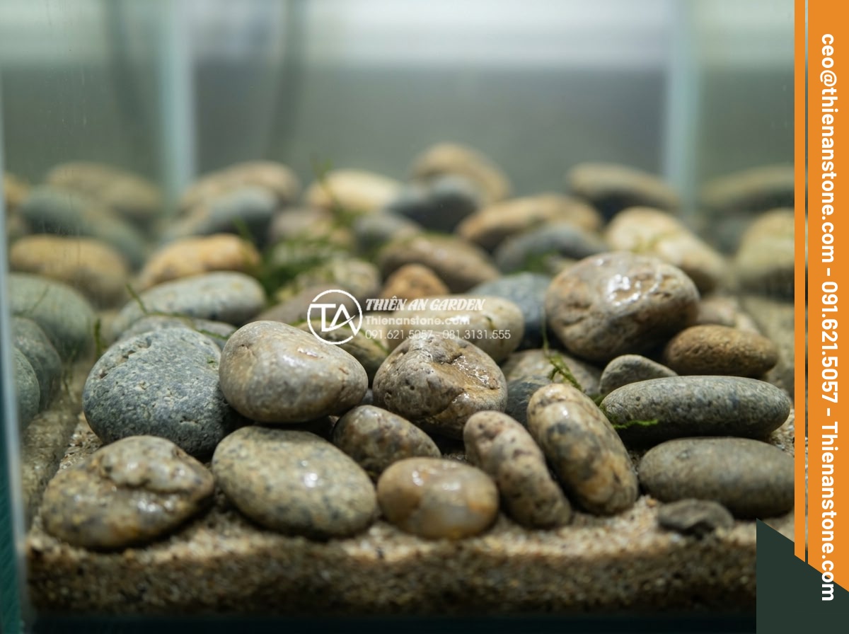 Những loại cây thủy sinh cực hợp với layout đá cuội trong bể Biotop - Close-up view of a realistic biotope aquarium featuring smooth river pebbles arr