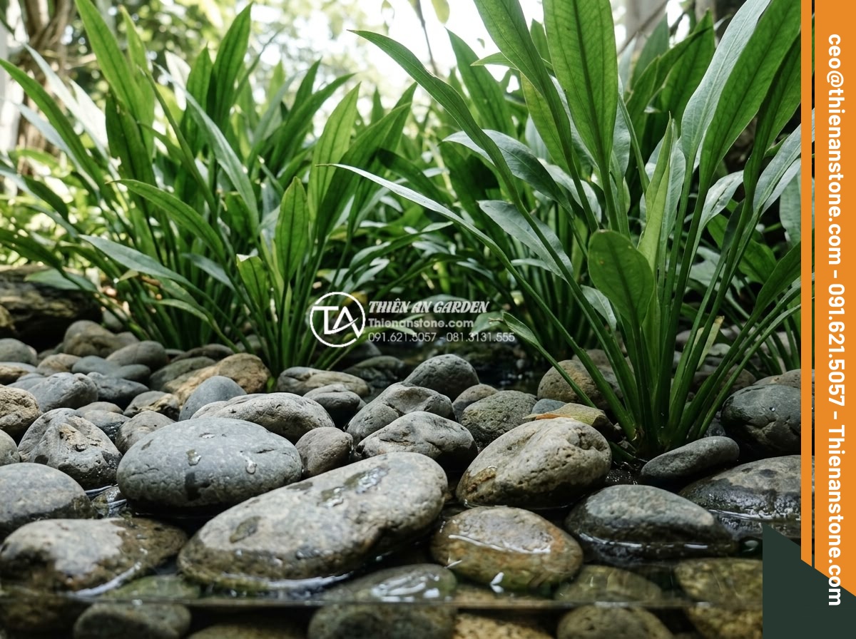 Những loại cây thủy sinh cực hợp với layout đá cuội trong bể Biotop - Sword plants like Echinodorus positioned as background elements with pebble ston