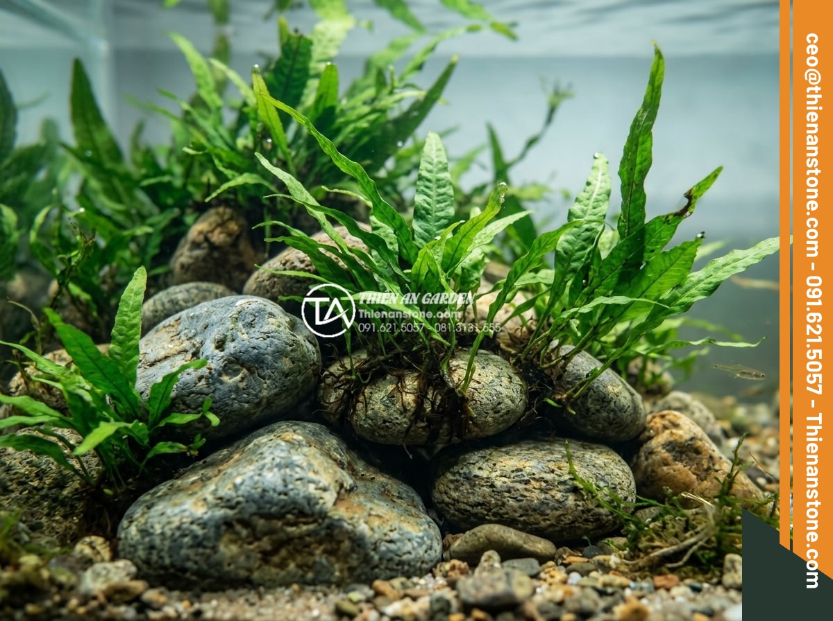 Những loại cây thủy sinh cực hợp với layout đá cuội trong bể Biotop - Java Fern attached to multiple pebble stones creating a natural epiphytic forest