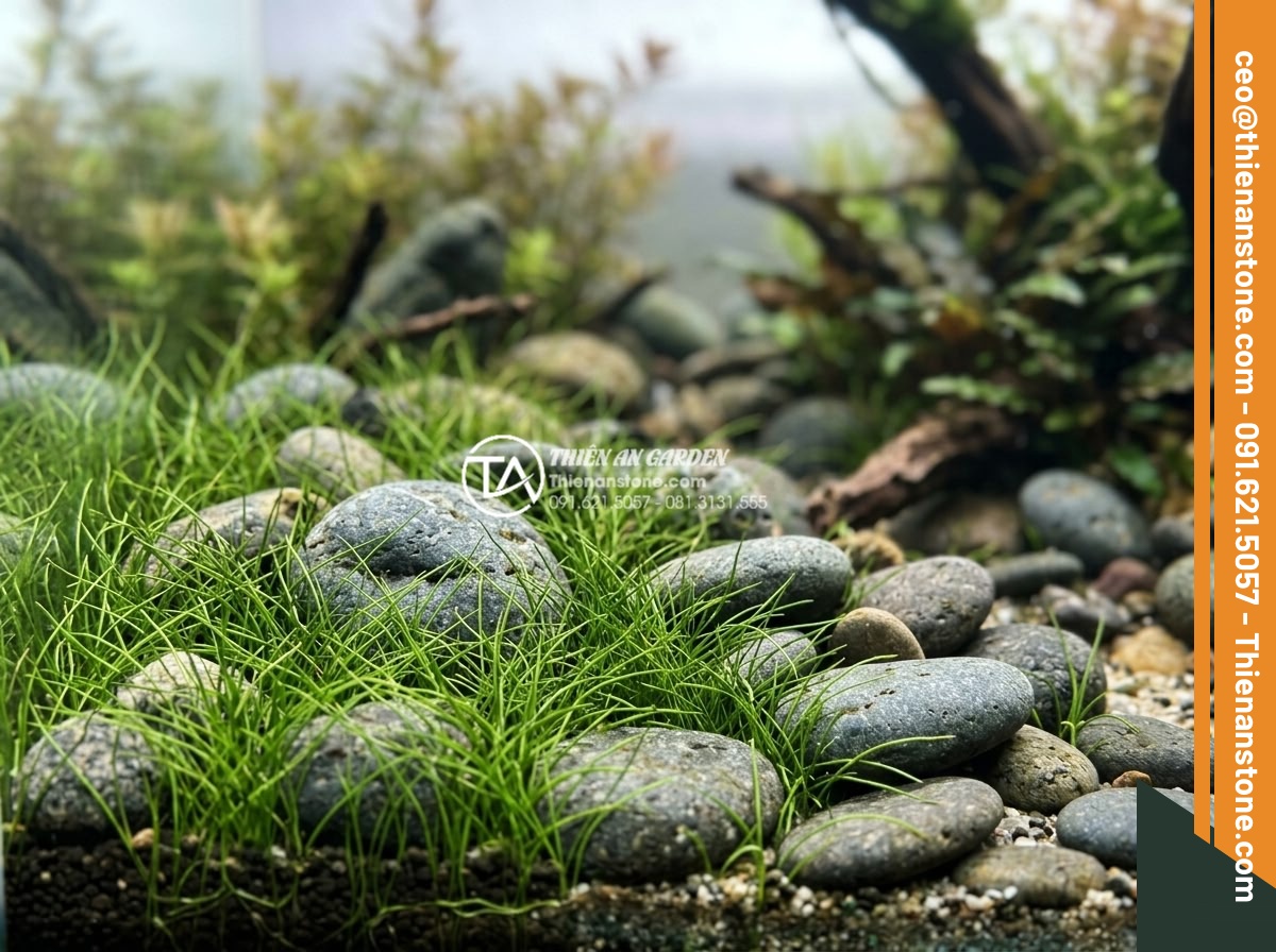 Những loại cây thủy sinh cực hợp với layout đá cuội trong bể Biotop - Detailed foreground view of dwarf hairgrass carpeting between small river pebble