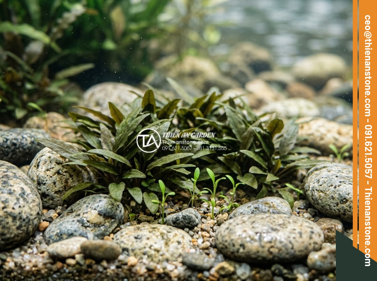 Những loại cây thủy sinh cực hợp với layout đá cuội trong bể Biotop - Close-up of Cryptocoryne parva plants nestled among medium sized pebble stones w
