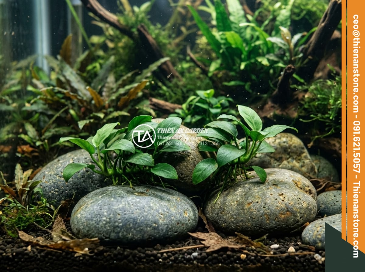 Những loại cây thủy sinh cực hợp với layout đá cuội trong bể Biotop - Midground aquascape with Anubias nana attached directly to large smooth pebbles 