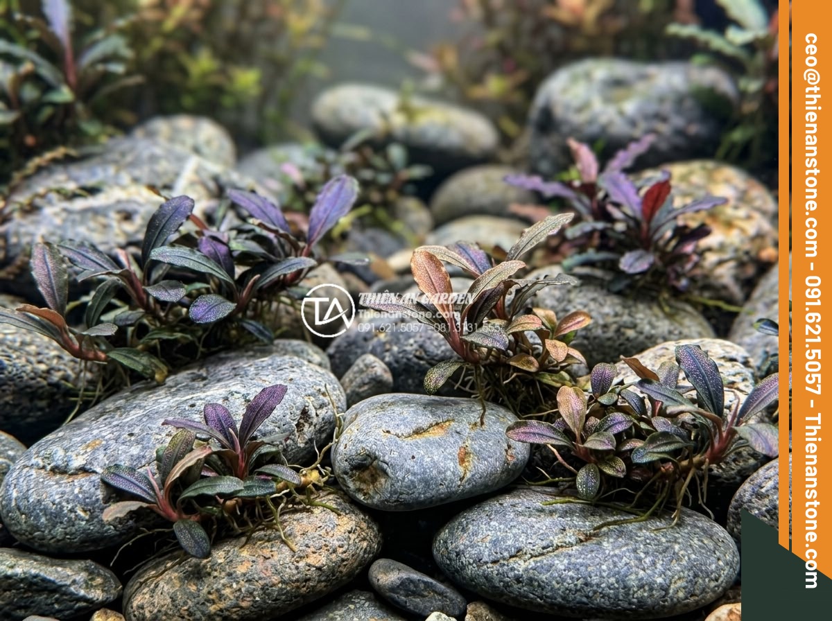 Những loại cây thủy sinh cực hợp với layout đá cuội trong bể Biotop - Various Bucephalandra species growing on river pebbles with intricate leaf patte