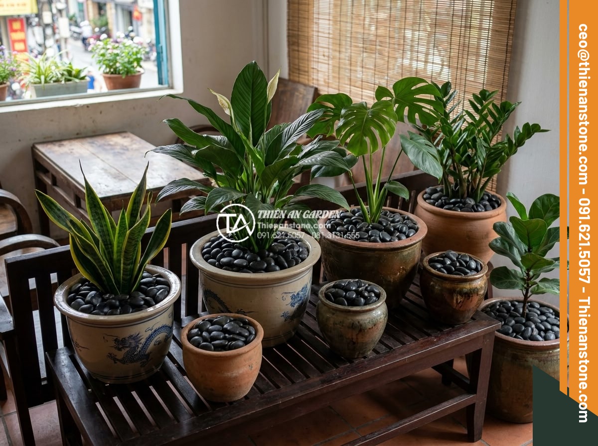 Sỏi cuội trang trí: Bí quyết phối hợp sỏi đá cuội cho chậu cây nội thất - Examples of perfectly matched pebble stones with various indoor plant species li