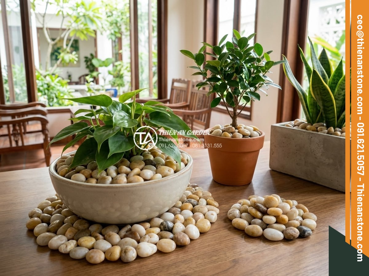 Sỏi cuội trang trí: Bí quyết phối hợp sỏi đá cuội cho chậu cây nội thất - Artistic color coordination of multicolored pebbles with vibrant green indoor pl