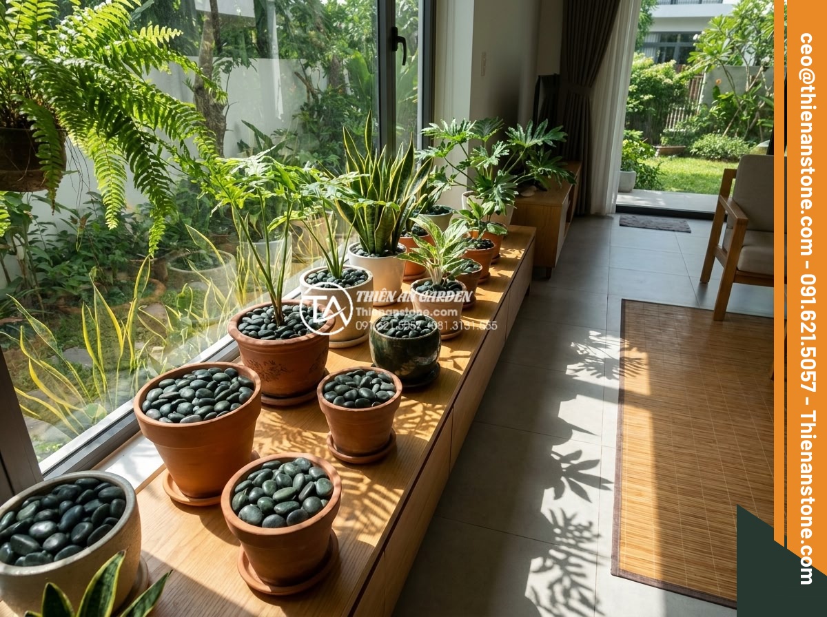 Sỏi cuội trang trí: Bí quyết phối hợp sỏi đá cuội cho chậu cây nội thất - Wide angle shot of multiple indoor plant pots decorated with layers of small peb