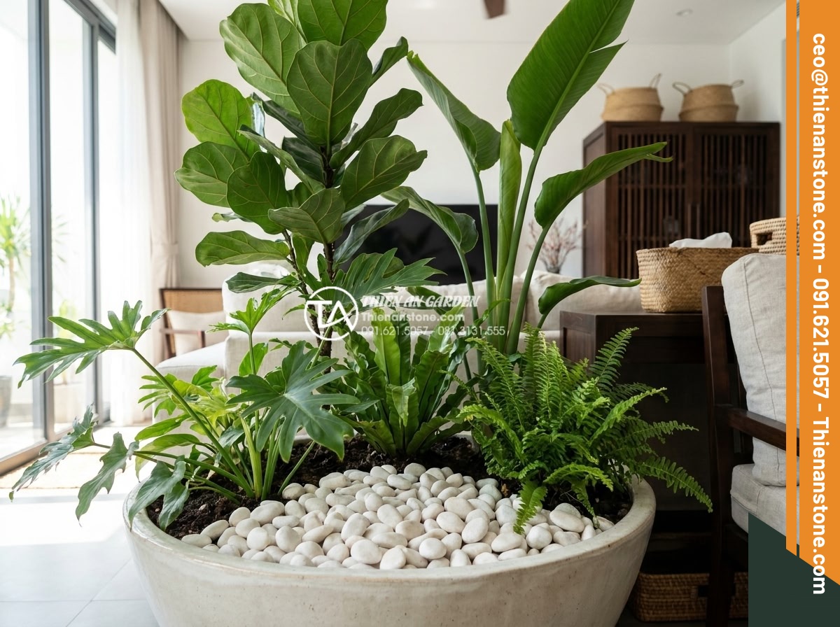 Sỏi cuội trang trí: Bí quyết phối hợp sỏi đá cuội cho chậu cây nội thất - Beautiful indoor plant arrangement featuring decorative pebble mulch at the base