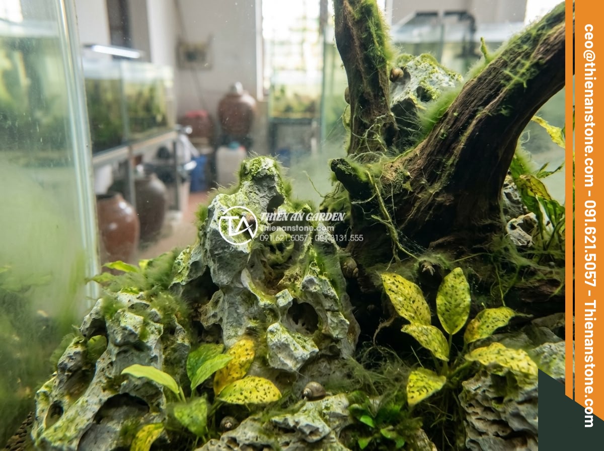 Hồ thủy sinh lũa và đá: Những lưu ý quan trọng để tránh rêu hại - Hình 5 Hồ thủy sinh lũa và đá: Những lưu ý quan trọng để tránh rêu hại - Example of algae outbreak on driftwood and rocks in an aquarium, showing green a