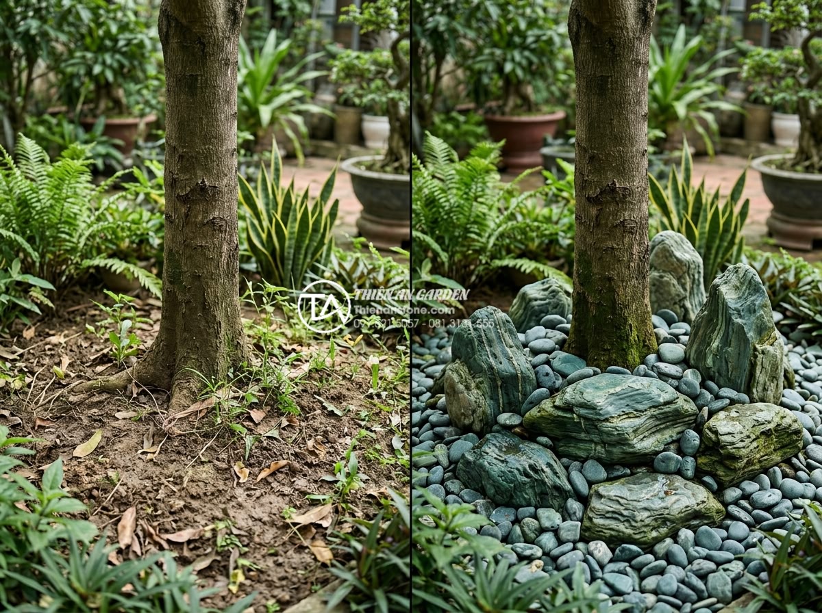 Cách chọn đá cuội tự nhiên trang trí tiểu cảnh gốc cây chuẩn kiến trúc - Hình 9 Cách chọn đá cuội tự nhiên trang trí tiểu cảnh gốc cây chuẩn kiến trúc - Comparison infographic style photograph showing the same tree base before and af
