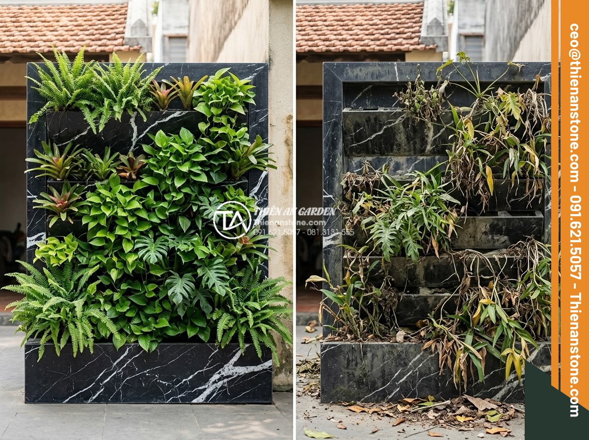 Tiểu cảnh vách tường giếng trời: Đón nắng gió và sức sống cho ngôi nhà - Hình 16 Tiểu cảnh vách tường giếng trời: Đón nắng gió và sức sống cho ngôi nhà - Before and after comparison of well maintained versus neglected vertical garden