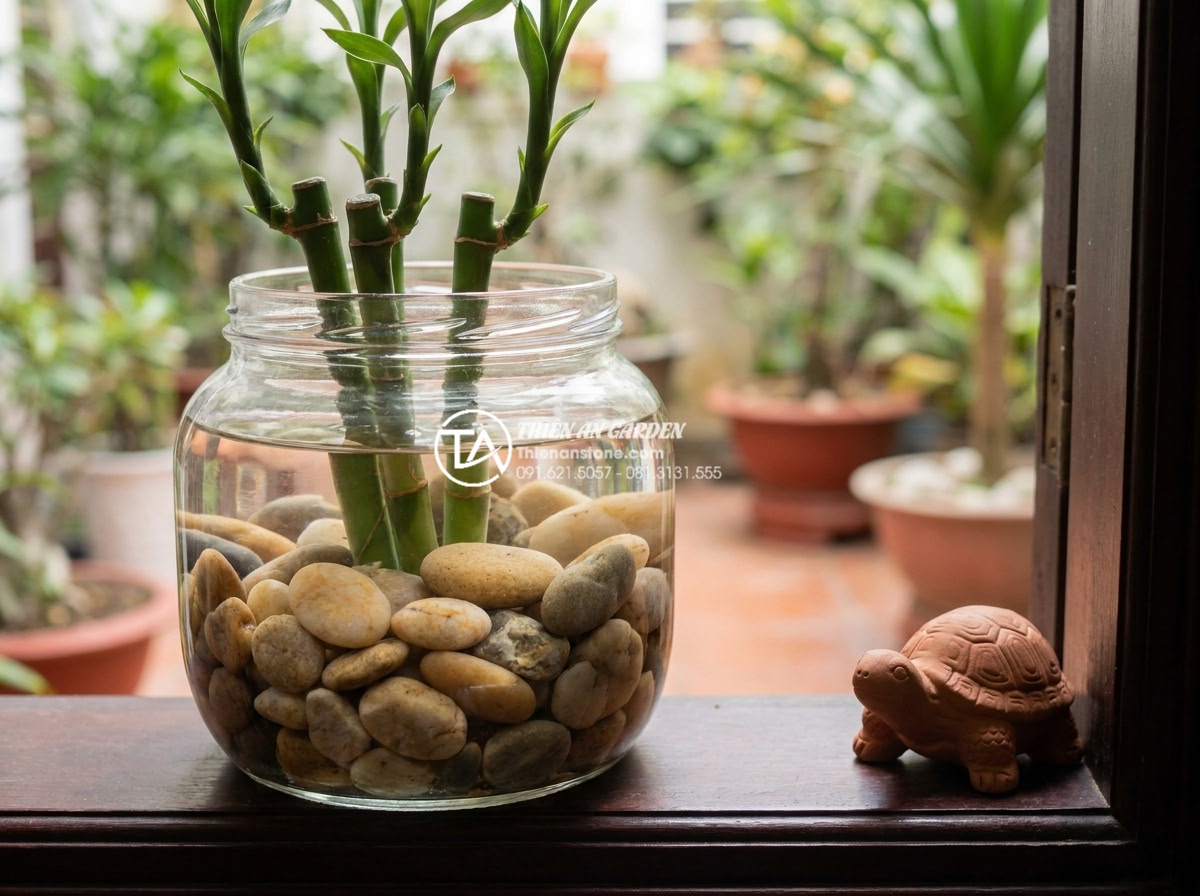 Top 7 loại cây thủy sinh phù hợp nhất để trồng trong tiểu cảnh chum vại - Hình 18 Top 7 loại cây thủy sinh phù hợp nhất để trồng trong tiểu cảnh chum vại - Dracaena or money plant in decorative jar with water and rocks for prosperity th