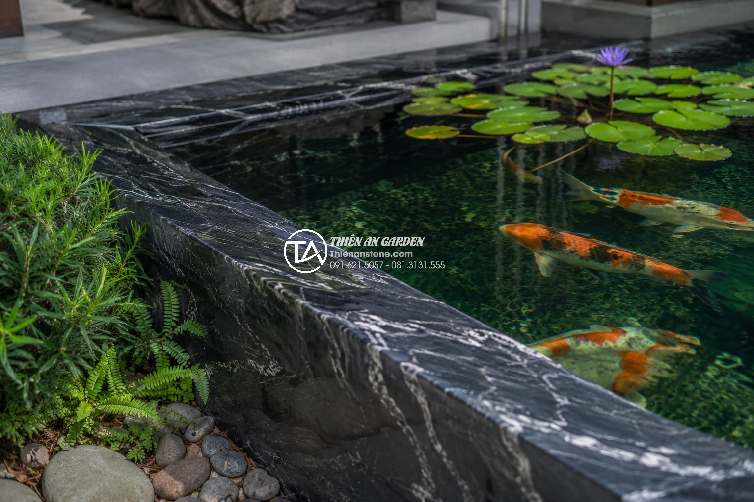 Hồ cá bê tông hay hồ cá lót bạt? Ưu nhược điểm cho sân vườn biệt thự - Stunning close-up of a luxury concrete Koi pond edge in a Vietnamese villa garde