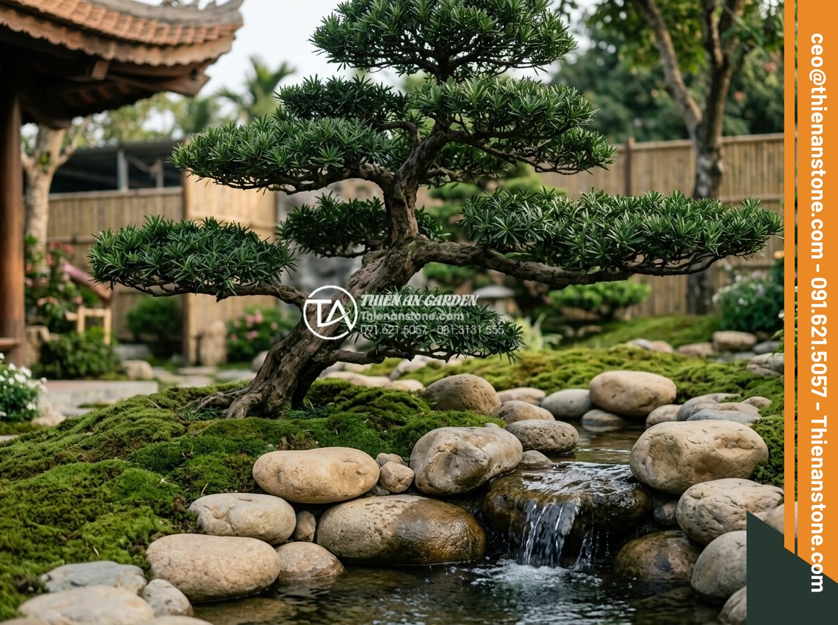 Sự kết hợp hoàn hảo giữa cây Tùng La Hán và đá xanh Nhật Bản - A majestic Tùng La Hán pine tree with dense green needle leaves positioned elega