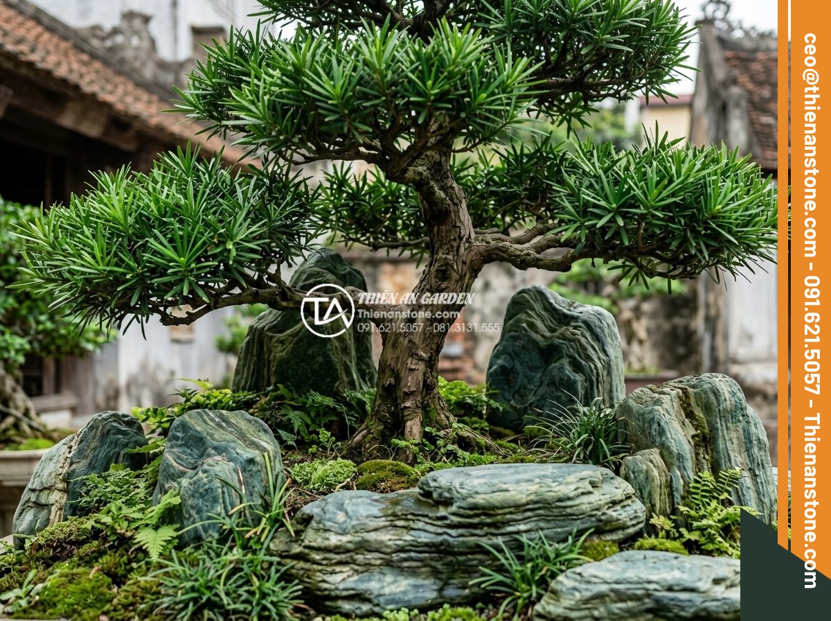 Sự kết hợp hoàn hảo giữa cây Tùng La Hán và đá xanh Nhật Bản - Healthy thriving Tùng La Hán tree with vibrant Japanese stones after proper long