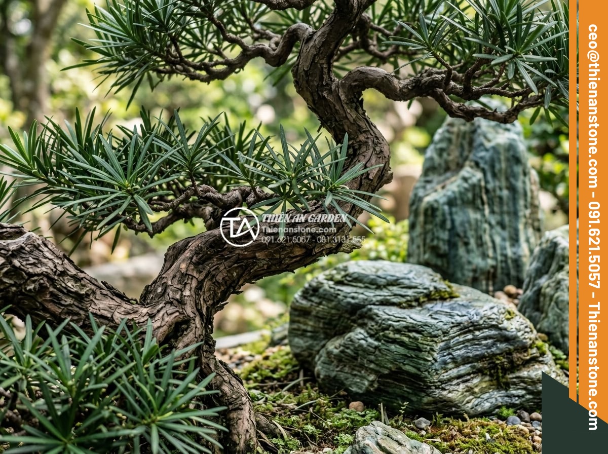 Sự kết hợp hoàn hảo giữa cây Tùng La Hán và đá xanh Nhật Bản - Detailed close-up of a mature Tùng La Hán tree showcasing its rough textured bar