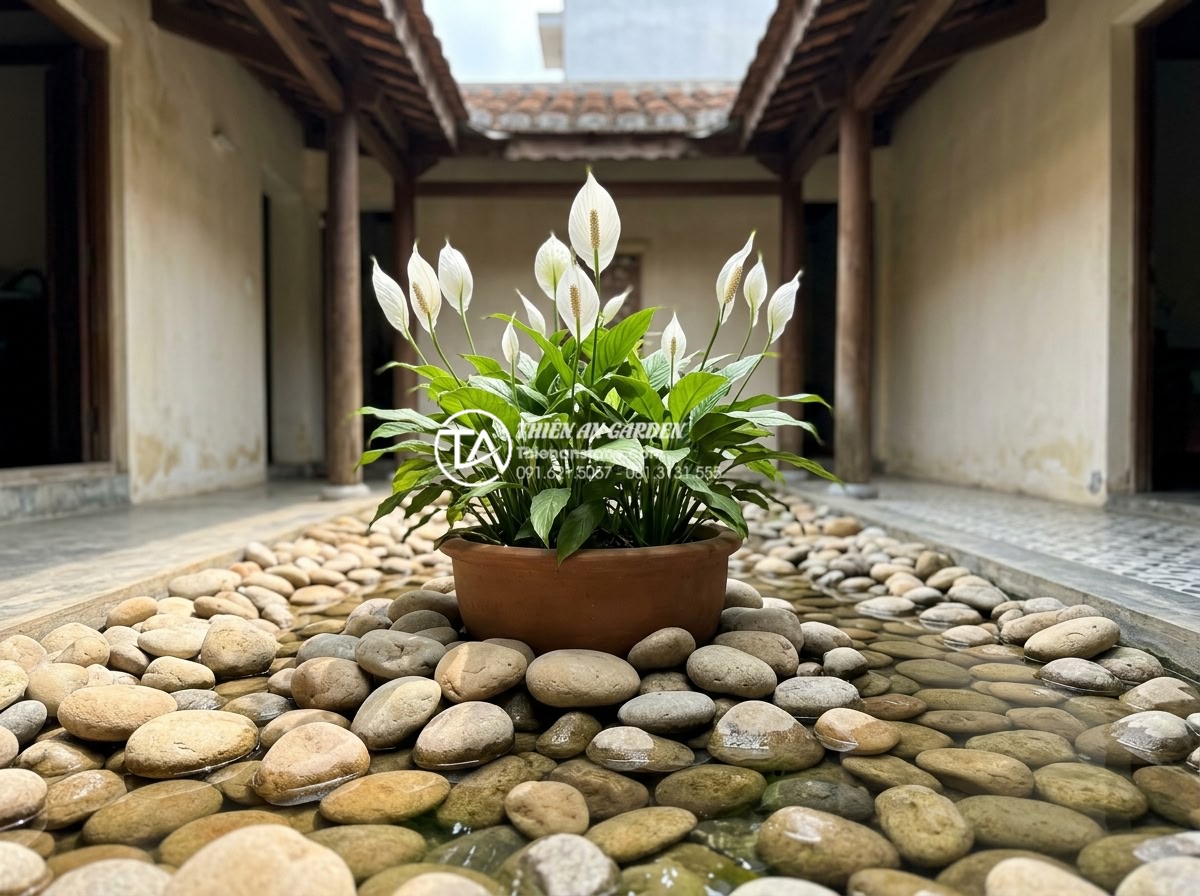 7 Loại cây trồng giếng trời ít ánh sáng cực dễ chăm sóc - Peace lily with white flowers blooming in shaded sky well with surrounding stone