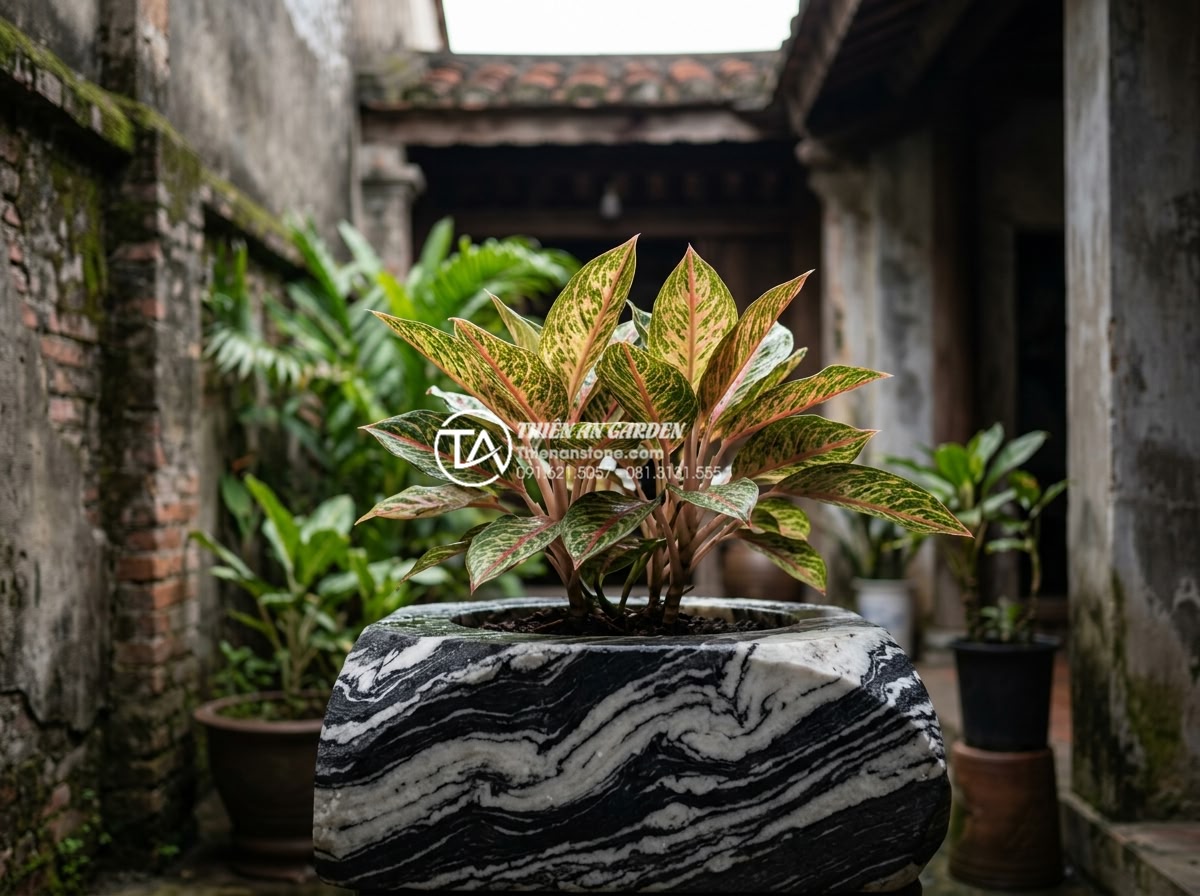 7 Loại cây trồng giếng trời ít ánh sáng cực dễ chăm sóc - Aglaonema plant with colorful variegated leaves in dim sky well with natural sto