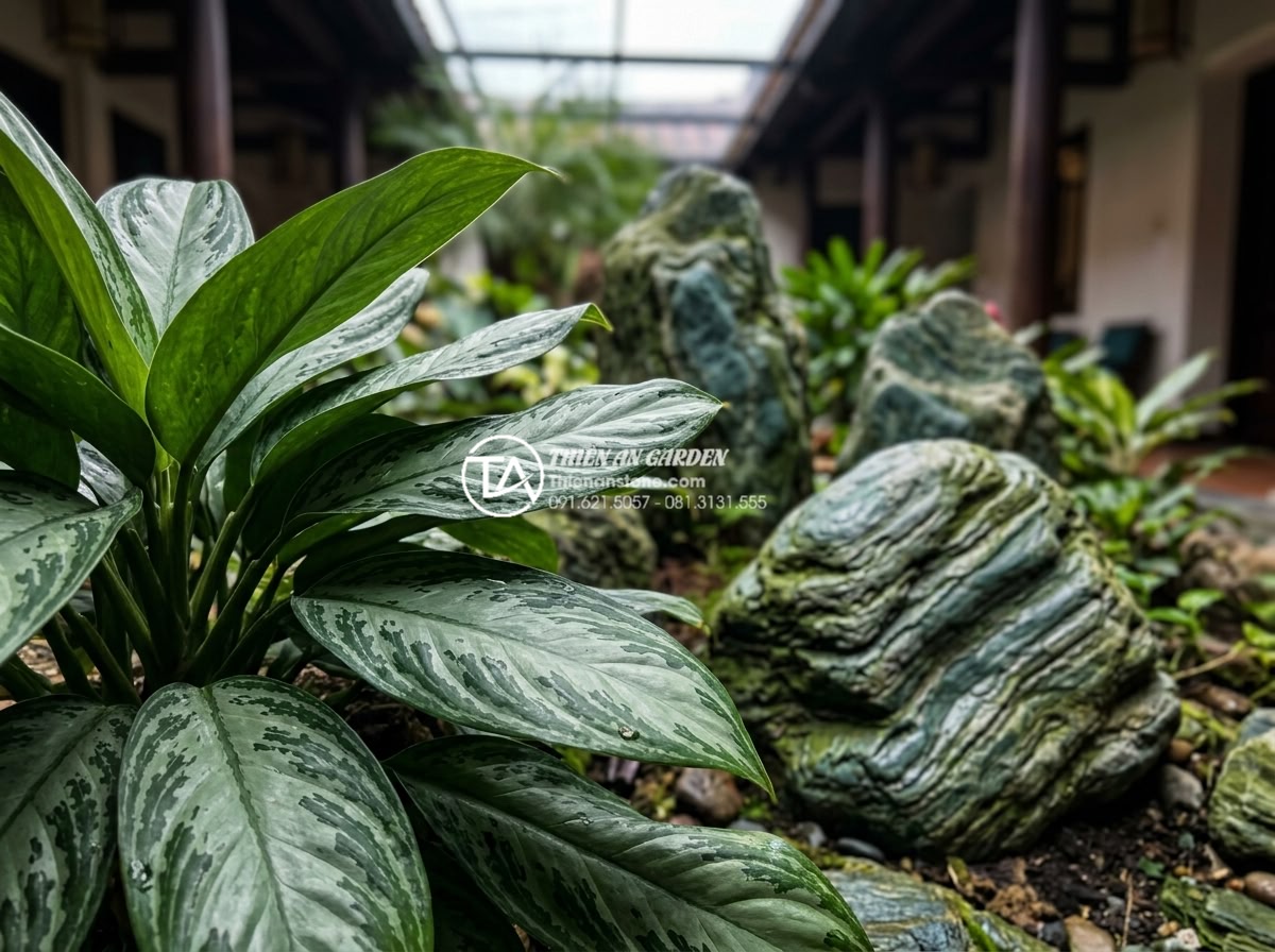 7 Loại cây trồng giếng trời ít ánh sáng cực dễ chăm sóc - Close up of Chinese evergreen foliage in atrium setting with stone decor